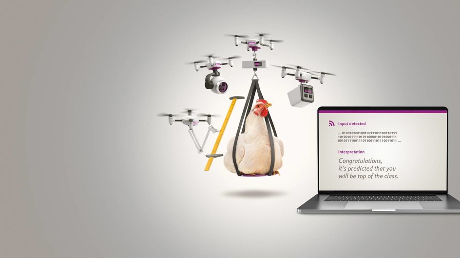 Evonik Animal Nutrition launches Porphyrio ® in the Middle East